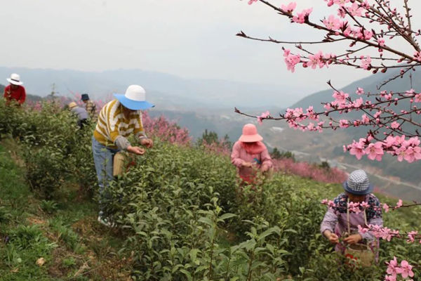 出去摘茶叶挣钱累不累